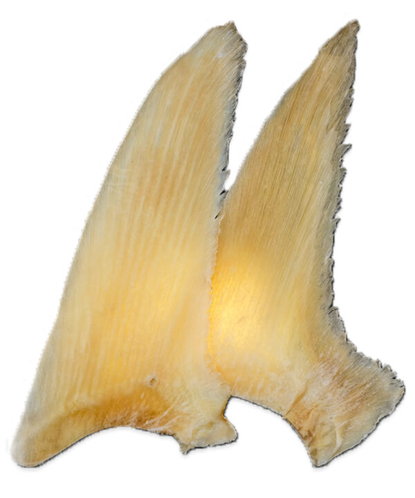 魚翅