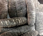 新幾內亞紋禿海參 220+(8成)